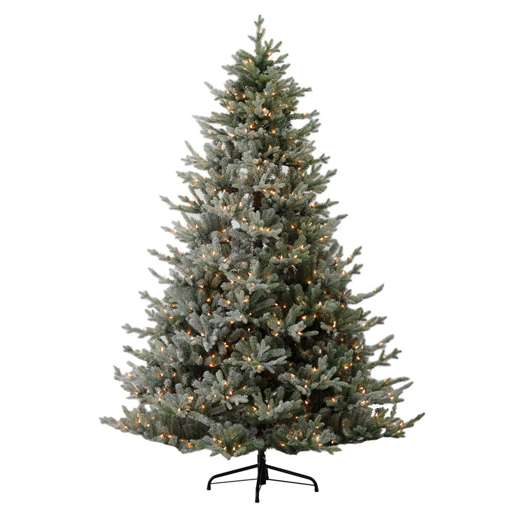 Christmas Trees At Home