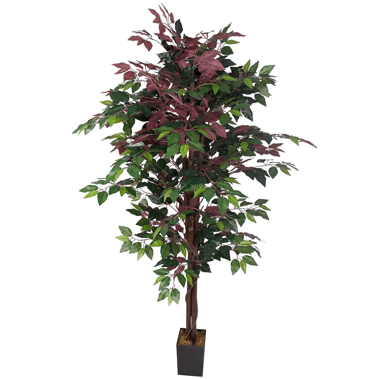 Red Ficus Tree 6ft At Home