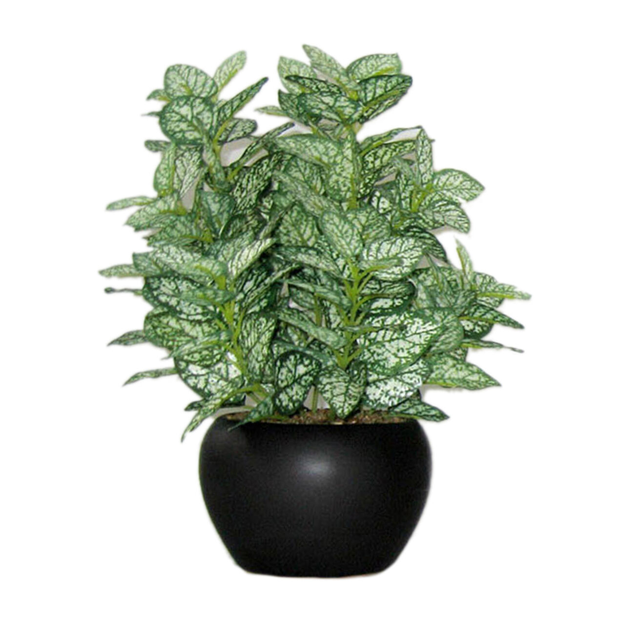 Assortment of 6 Greenery Plant Ceramic Pots 10 in. At Home