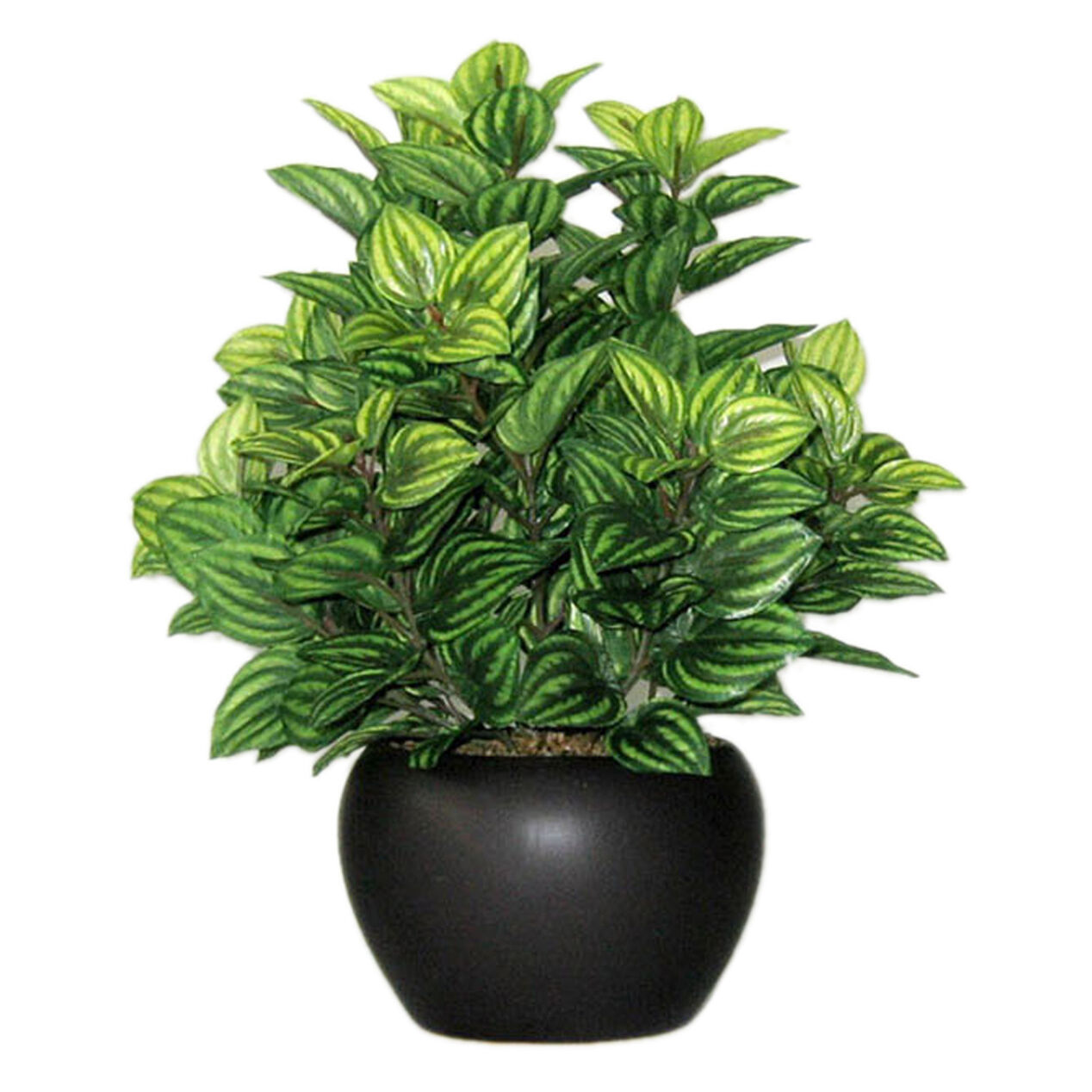 Assortment of 6 Greenery Plant Ceramic Pots 10 in. At Home