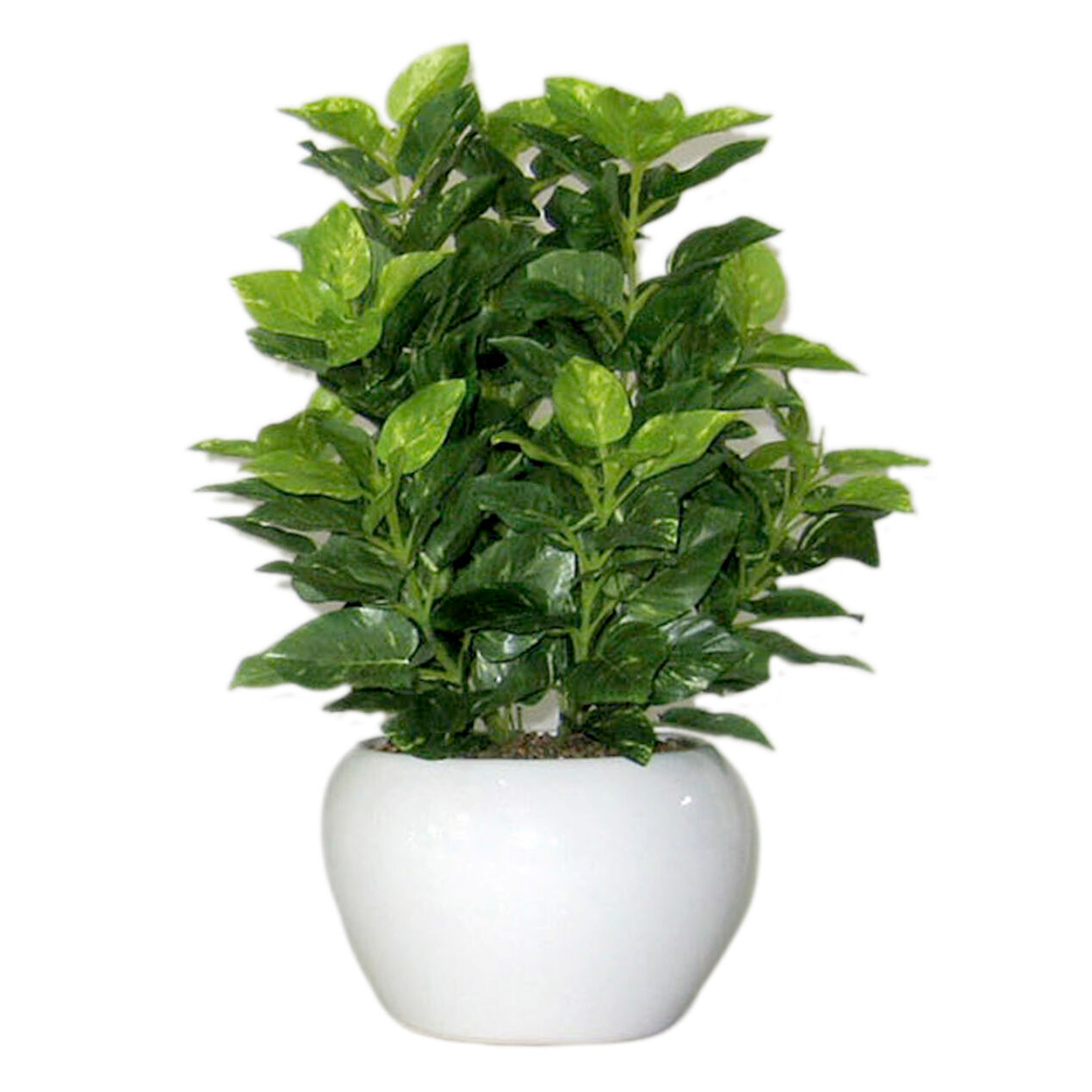 Assortment of 6 Greenery Plant Ceramic Pots 10 in. At Home