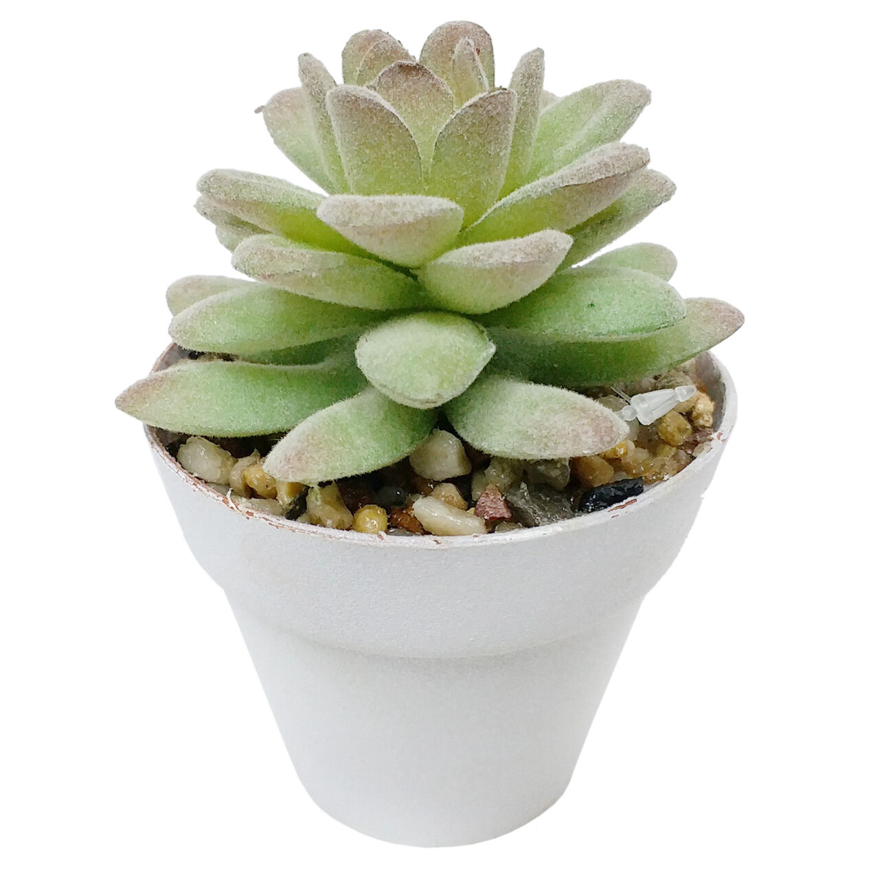 SUCCULENT IN PLASTIC POT At Home
