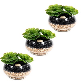 Small Succulents in Glass Jar