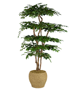 Greenery Accent Plant