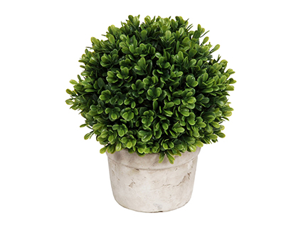 Green Succulent on Pot