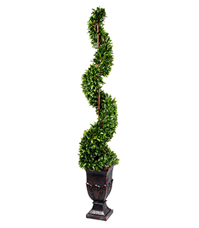 Topiary Accent Plant