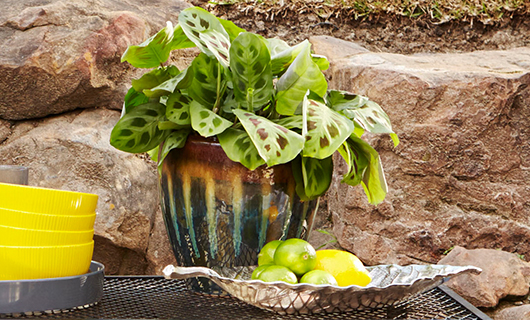 Decorative Outdoor Greenery