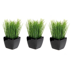Small Grass Plants in Black Square Vases